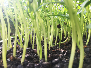 water spinach, morning glory vegetable