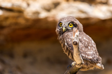 Little owl or Athene noctua on wooden branch
