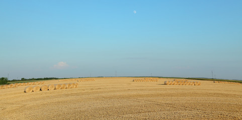 Wheat field after harvest, bale of rolled straw with clear sky and moon