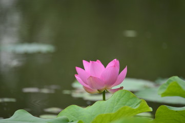 Blooming lotus flowers in the park