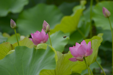 Blooming lotus flowers in the park
