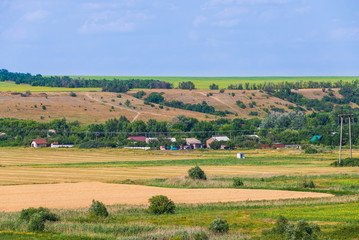 Fototapeta na wymiar Wheat field landscape in the day time