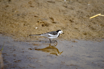 A beautiful bird in wetlands