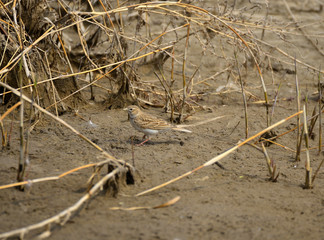 A beautiful bird in wetlands