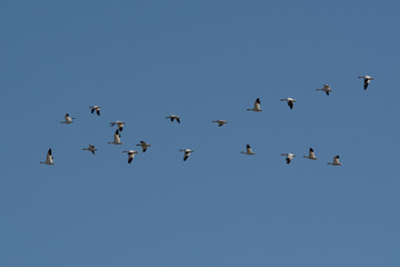 flock of snow geese