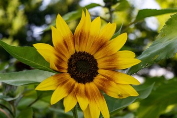 Obraz premium Sunflower 