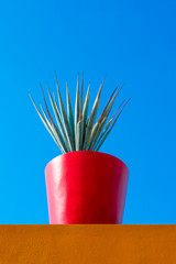 Low angle view composition of a  simple tropical plant in bright red pot against a vibrant blue sky  and tropical orange wall.