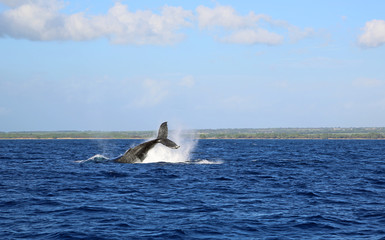Fototapeta premium Jumping whale - Maui, Hawaii