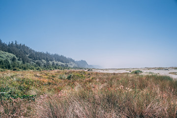 Coastal Marsh 2