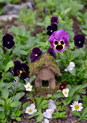 Cute fairy house with garden viola flowers. Lovely miniature house for greeting cards, wedding or...
