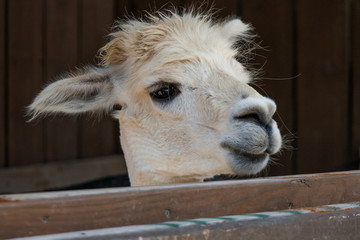 Alpaca head close-up