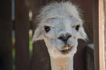 Alpaca with a grin, head close-up