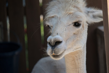 Fototapeta premium Alpaca head close-up