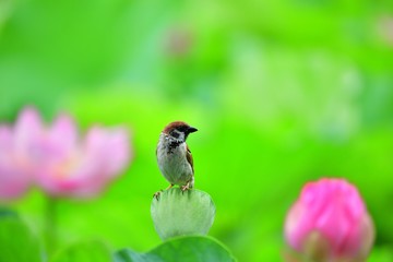 蓮の上でくつろぐ雀