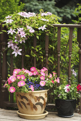 Fototapeta na wymiar Flowers in pots on a backyard patio