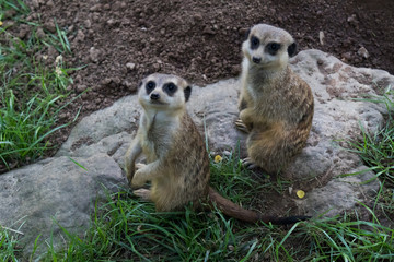 Meerkats mob on the lookout on a rock
