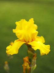 Close-up of yellow iris flower