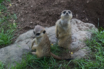 Meerkats mob on the lookout on a rock