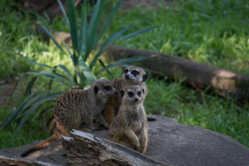 Meerkats mob on the lookout on a rock