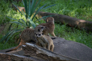 Meerkats mob on the lookout on a rock