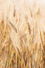 macro closeup of wheat field