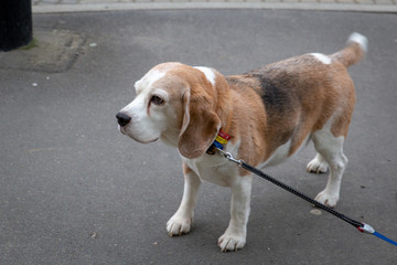 A beagle waits outside a shopping area