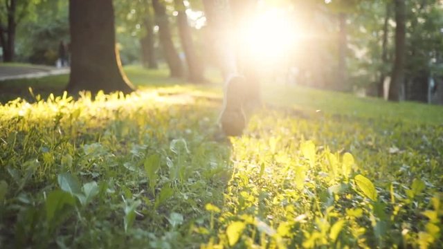 Close up of a woman's leg running in the park shoes nature sunlight forest road fashion tree sport fitness summer sun leaf run jogging outdoors slow motion athlete exercise healthy runner day