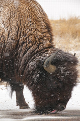 Bison In Snow 1