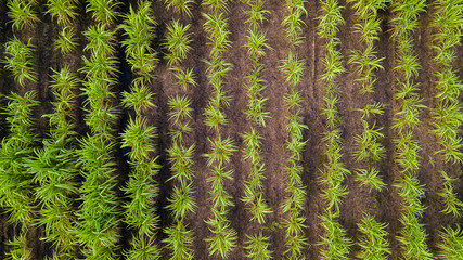 Aerial view of green country field with row lines