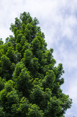 Obraz premium 新緑