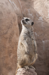 Meerkat Standing Guard