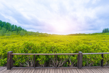 Fototapeta premium Mangroves inTung Prong Thong or Golden Mangrove Field at Estuary Pra Sae, Rayong, Thailand