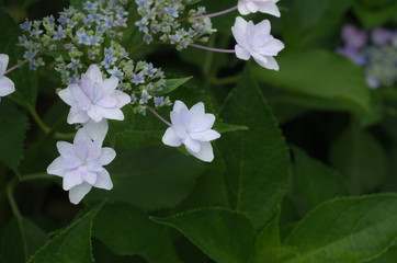 白い額紫陽花