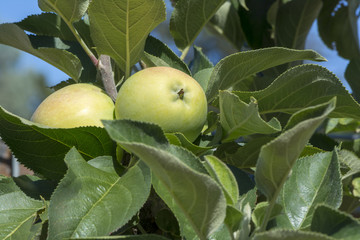 Apples - Malus Domestica (Bolero)