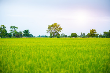 Countryside scenery of rice field