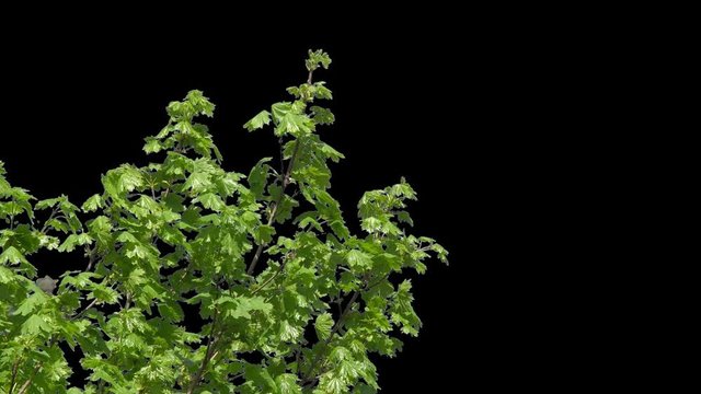Beautiful tree branches with green leaves in early spring on the alpha channel