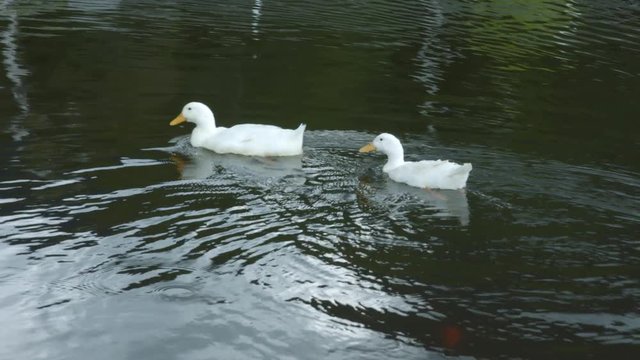 Patos Lago Agua Colombia