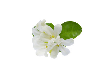 Obraz premium Orange Jessamine flower isolated