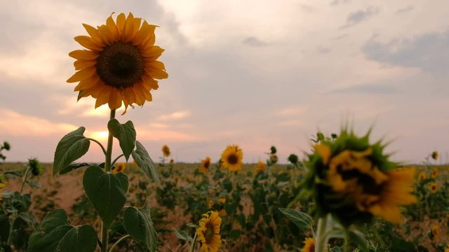 A field of young sunflowers during sunset. 4k video