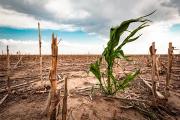Poster Im Rahmen Drought in a cornfield © Scott Book