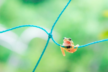 歌っているカエル