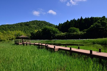 Fototapeta na wymiar 神楽女湖のハナショウブ