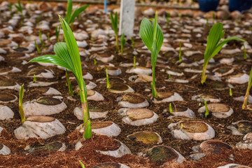 Young coconut Perfume in coconut breeding farms in conversion