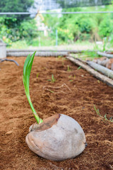 Young coconut Perfume in coconut breeding farms in conversion