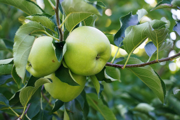 green apples on the tree