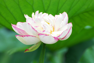 blooming lotus flower in summer pond with green leaves as background