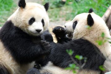 two giant pandas playing and eating together