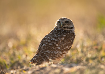 Fototapeta premium Burrowing Owl 