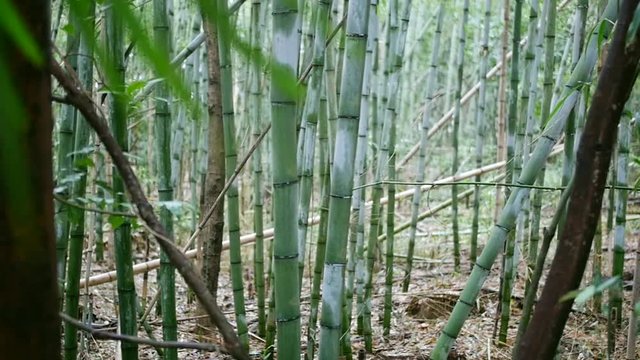 Bamboo forest in Mie Japan just outside of Tsubaki Shrine