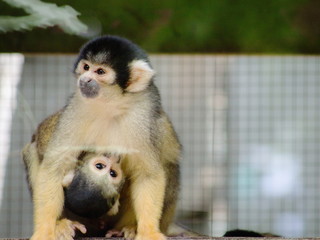 Close up image of a Squirrel Monkey holding on and feeding from its Mother. 